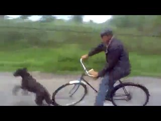 dog cuts off drunk on bike